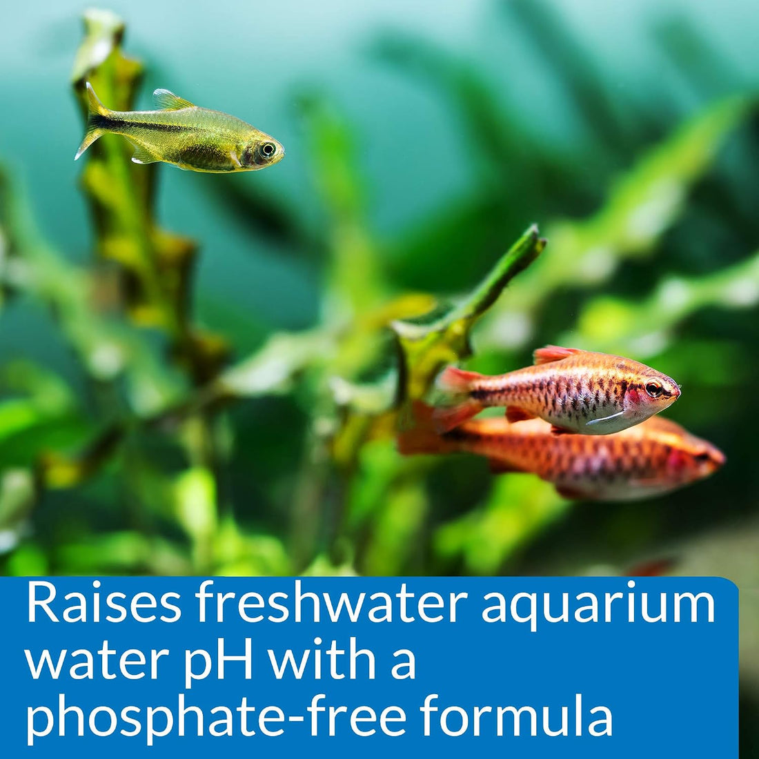 API pH UP Freshwater Aquarium Water pH Raising Solution