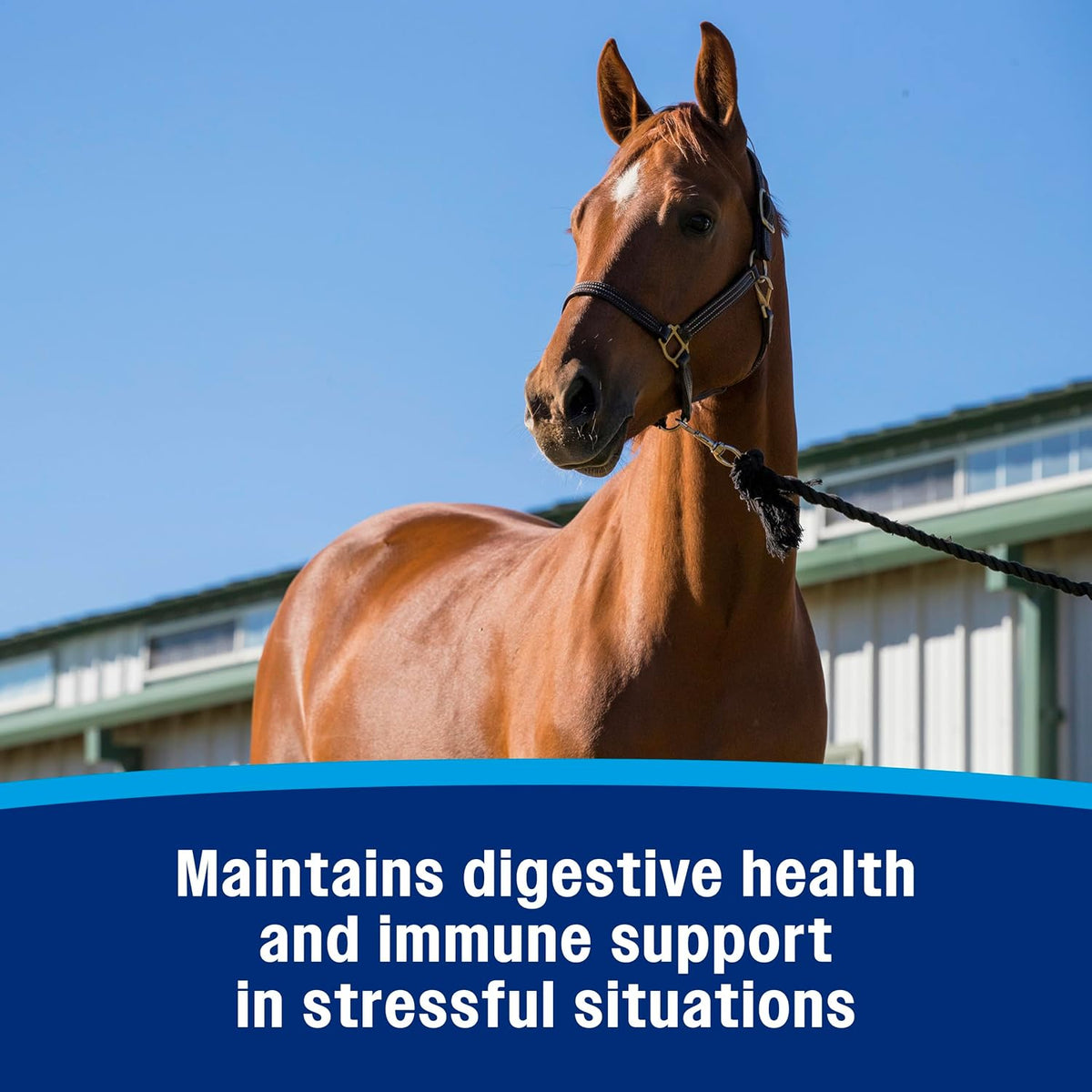 Farnam Probiotic Paste Horses in Syringe Supports Healthy Microbial