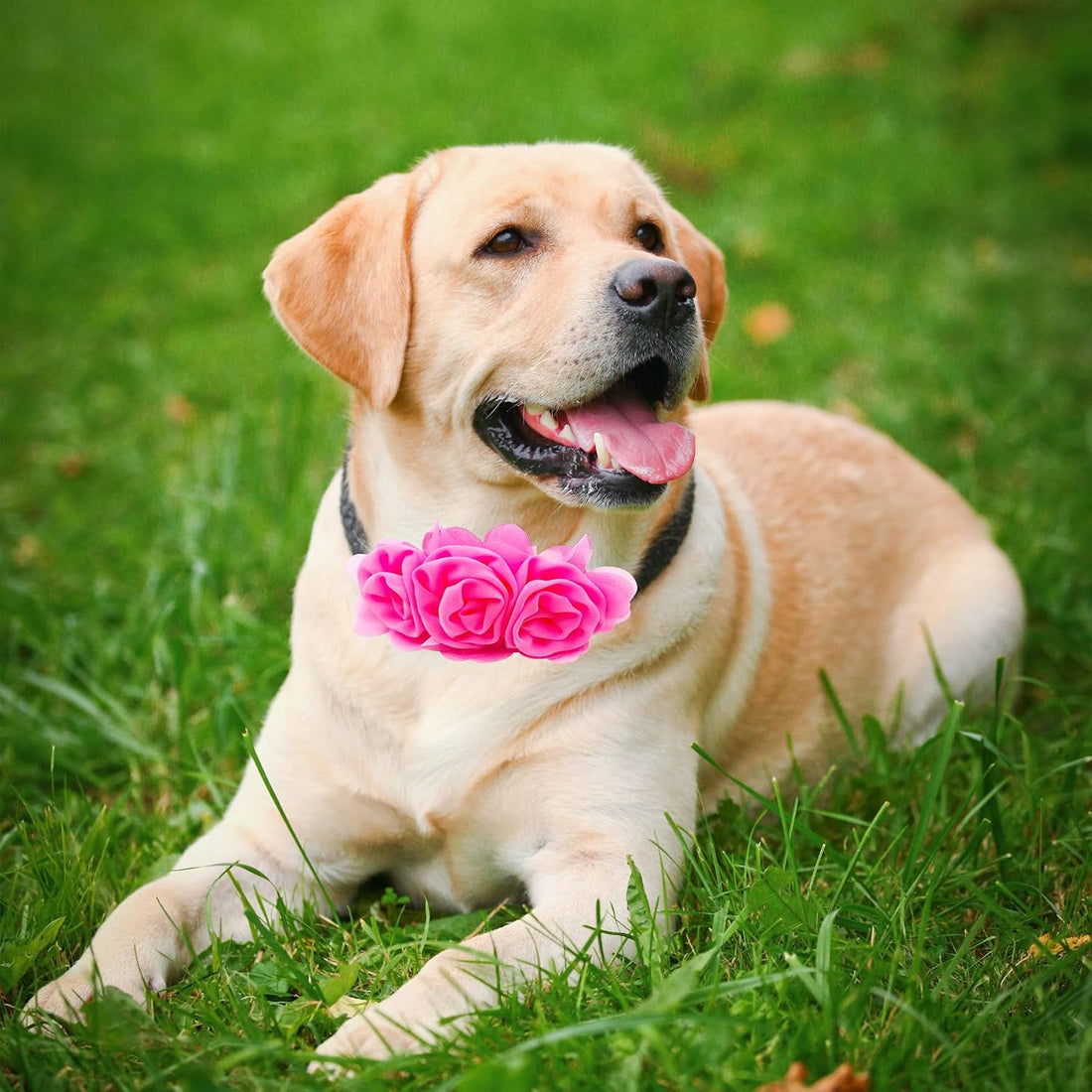 4PCS Dog Collar Flower Pink Attachment Bow Slider Charm for Large Dog