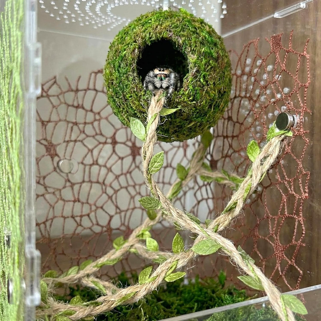 Magnetic Jumping Spider Accessories-Moss Hideout with Rope & Bridge