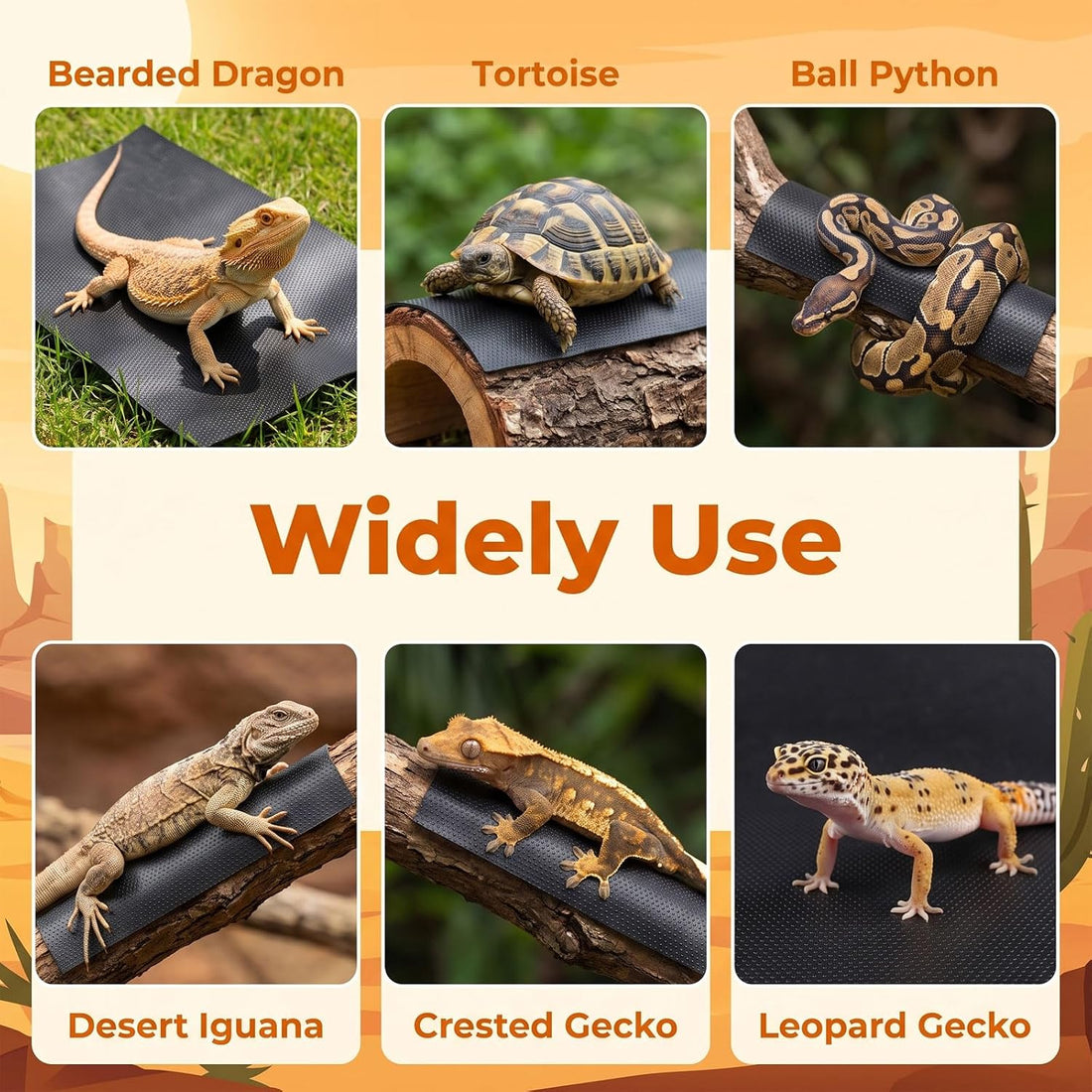 Bearded Dragon Tank Accessories