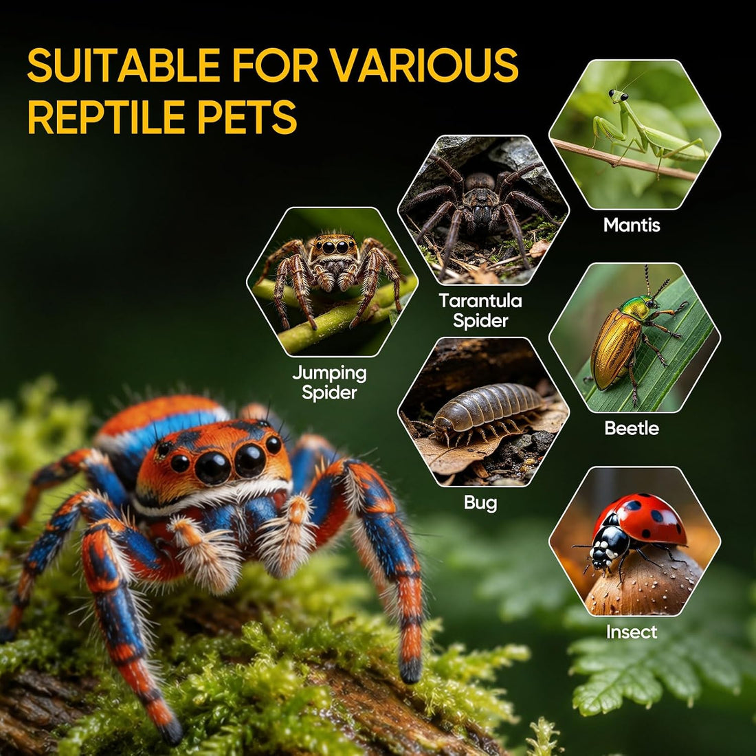 VISCOO 39 Pack Jumping Spider Enclosure,Spider Terrarium