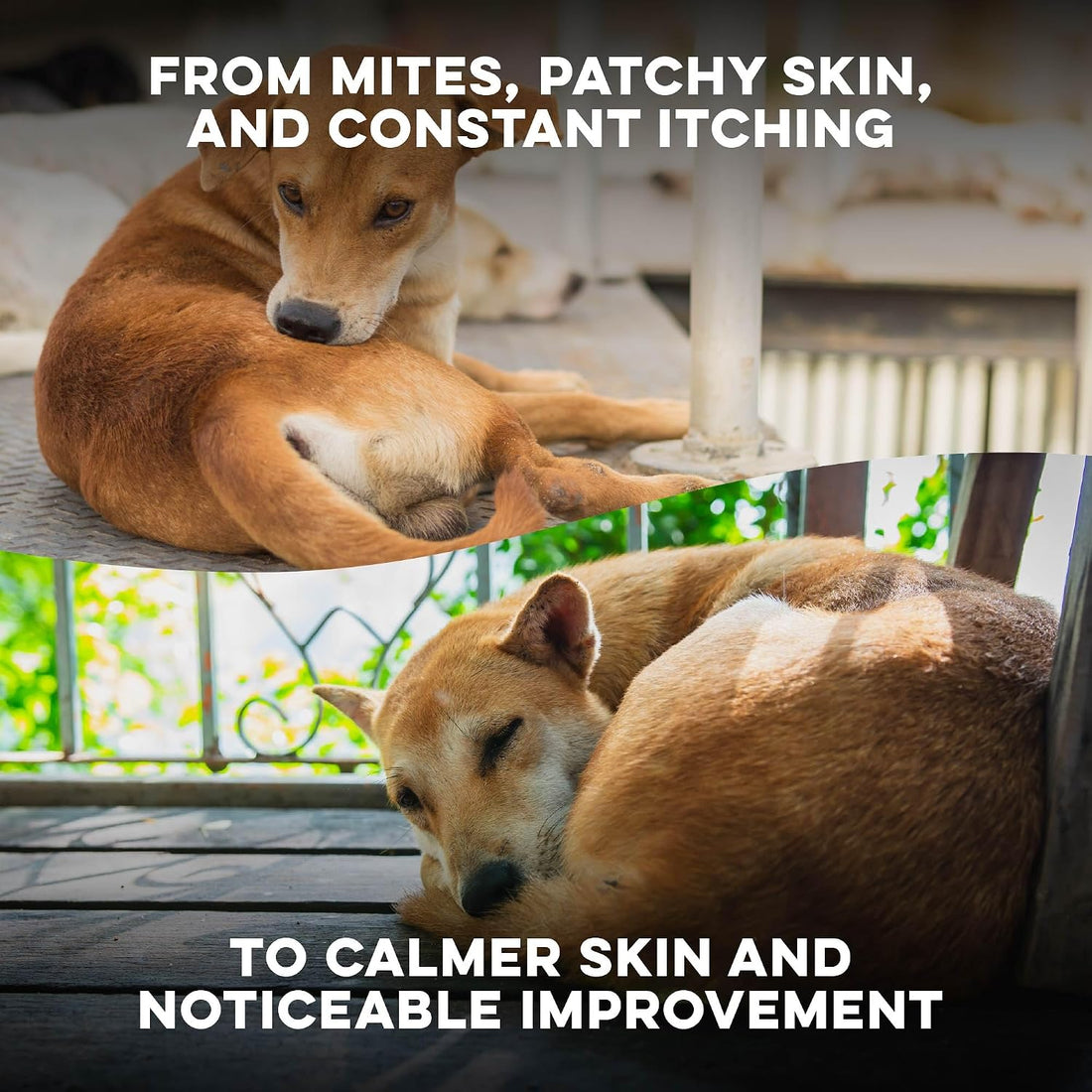 BestLife4Pets Dog Mange Support and Natural Dog Itching Relief