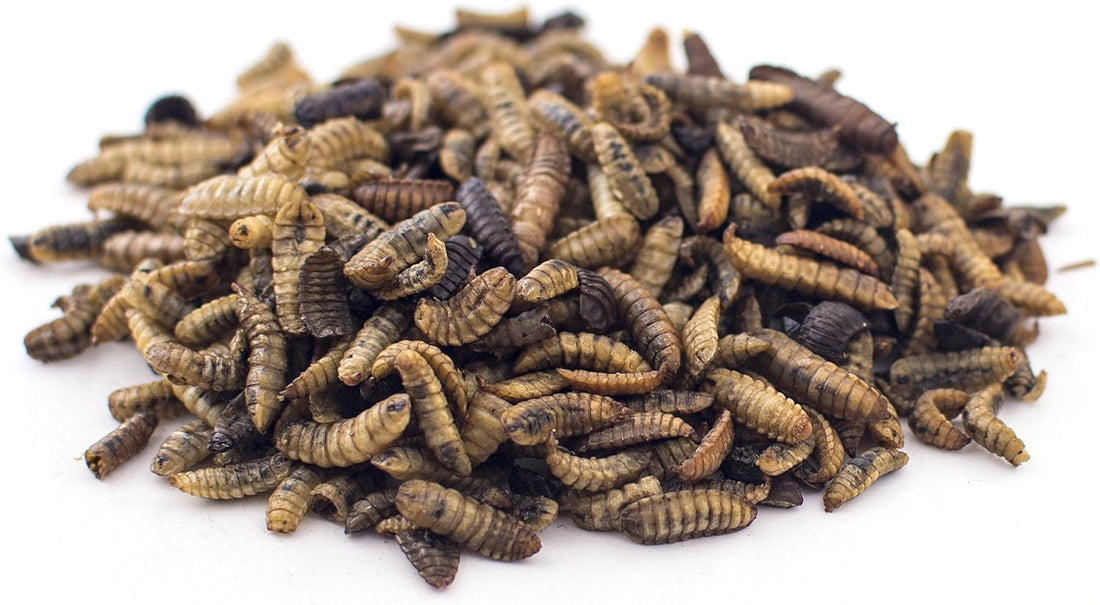 Fluker's Culinary Coop Premium Chicken Treats, Dried Soldier Worms