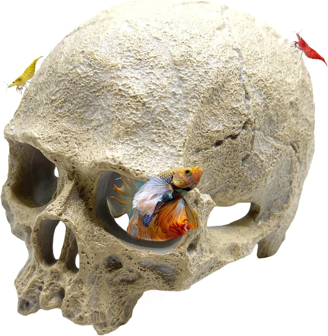 CTWPets Aquarium Human Skull Decor for Betta Fish