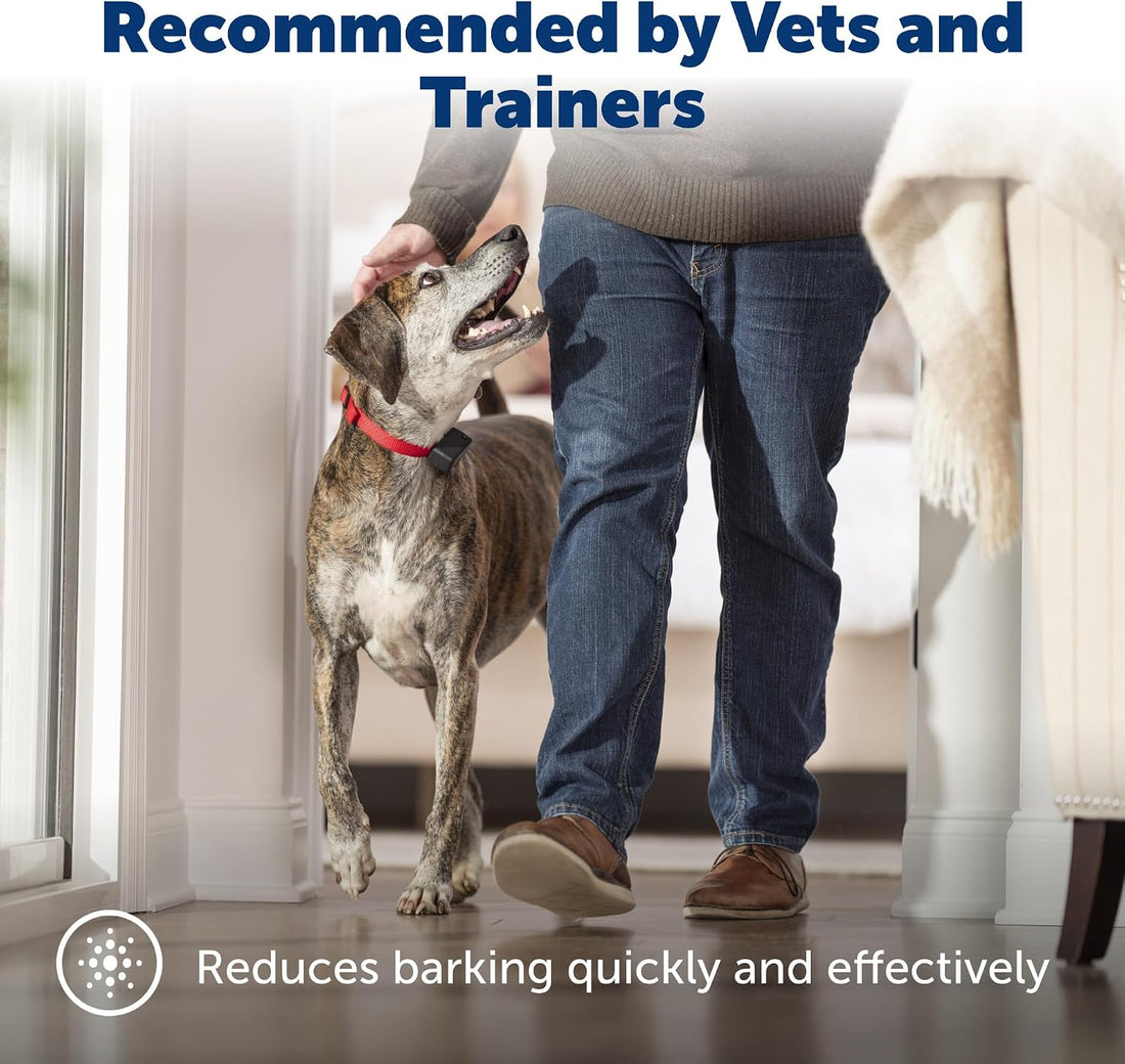 PetSafe Basic Bark Control Collar