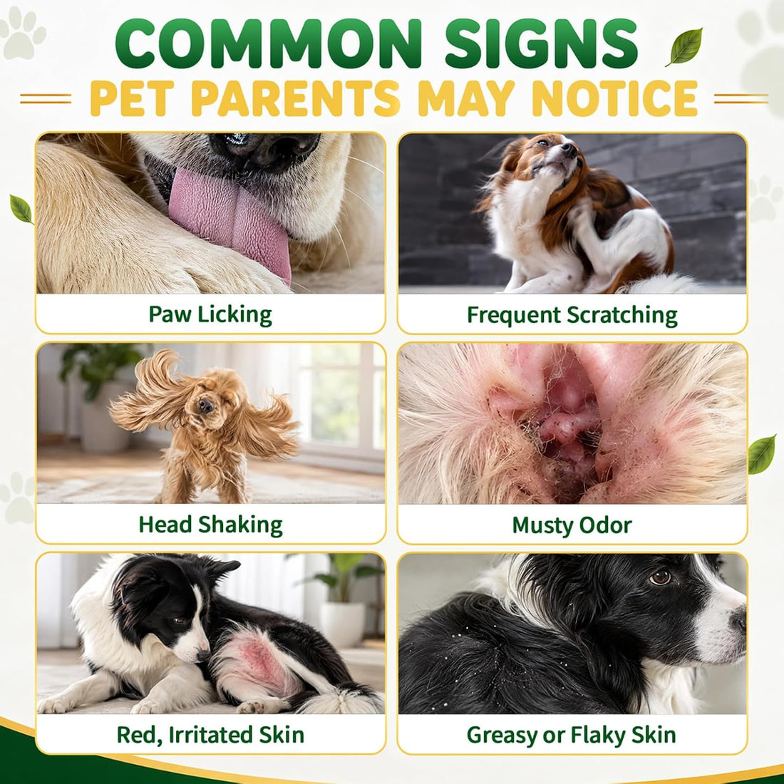 Yeast Infection Treatment for Dogs, Paw Licking, Itchy Ears