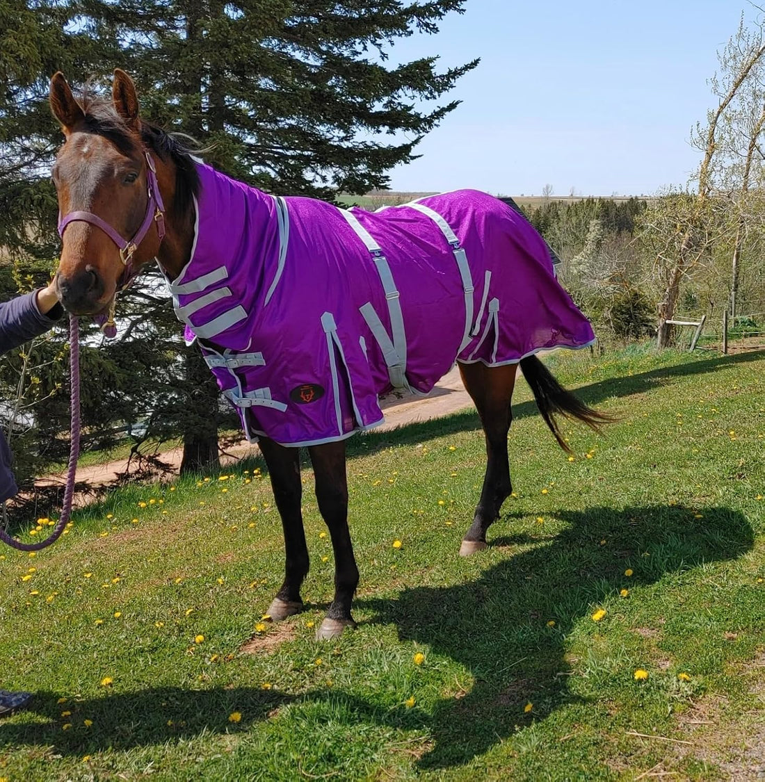 Horse Fly Sheet with Neck & Detachable Belly Band, Lightweight Mesh
