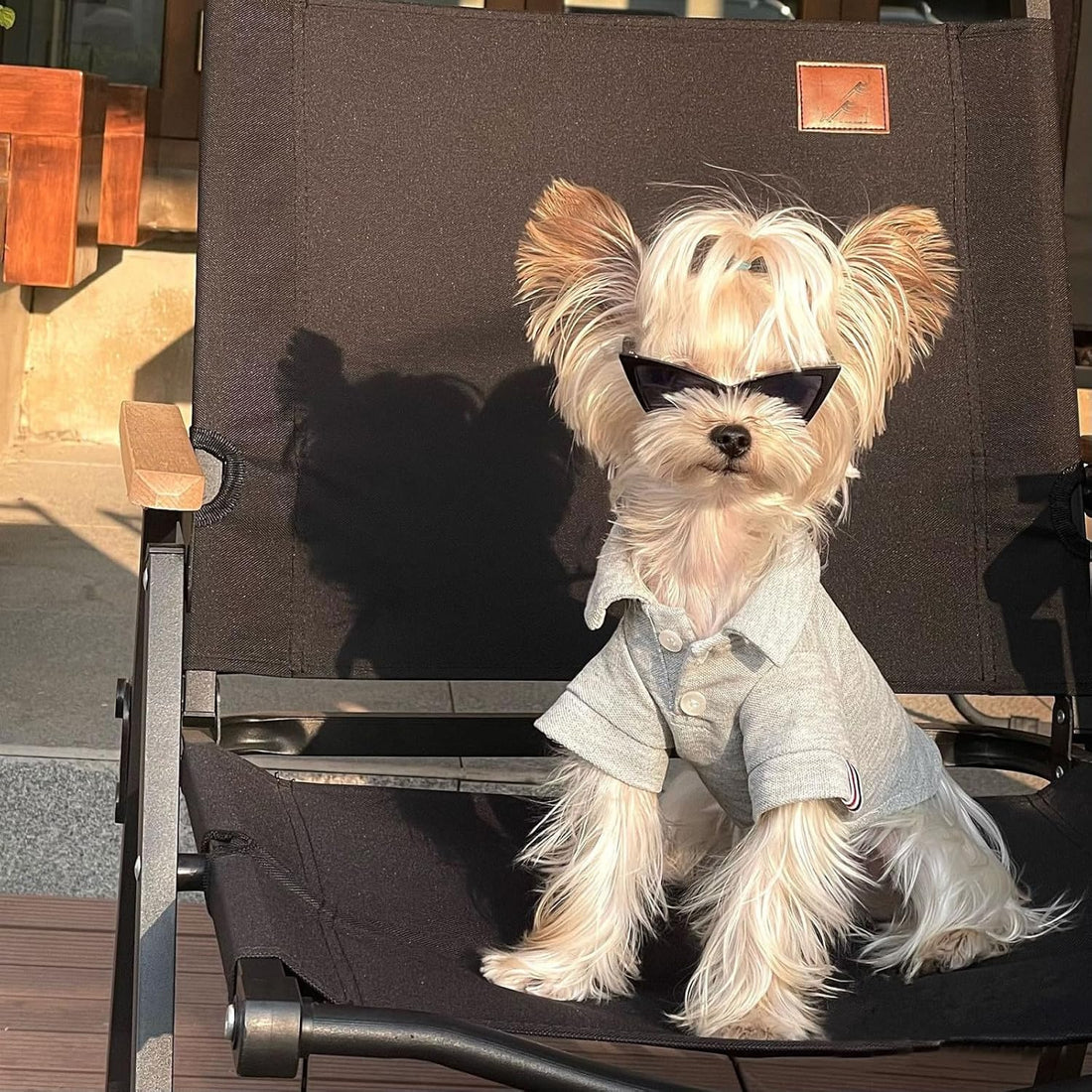 2 PCS Cat and Small Dog Sunglasses