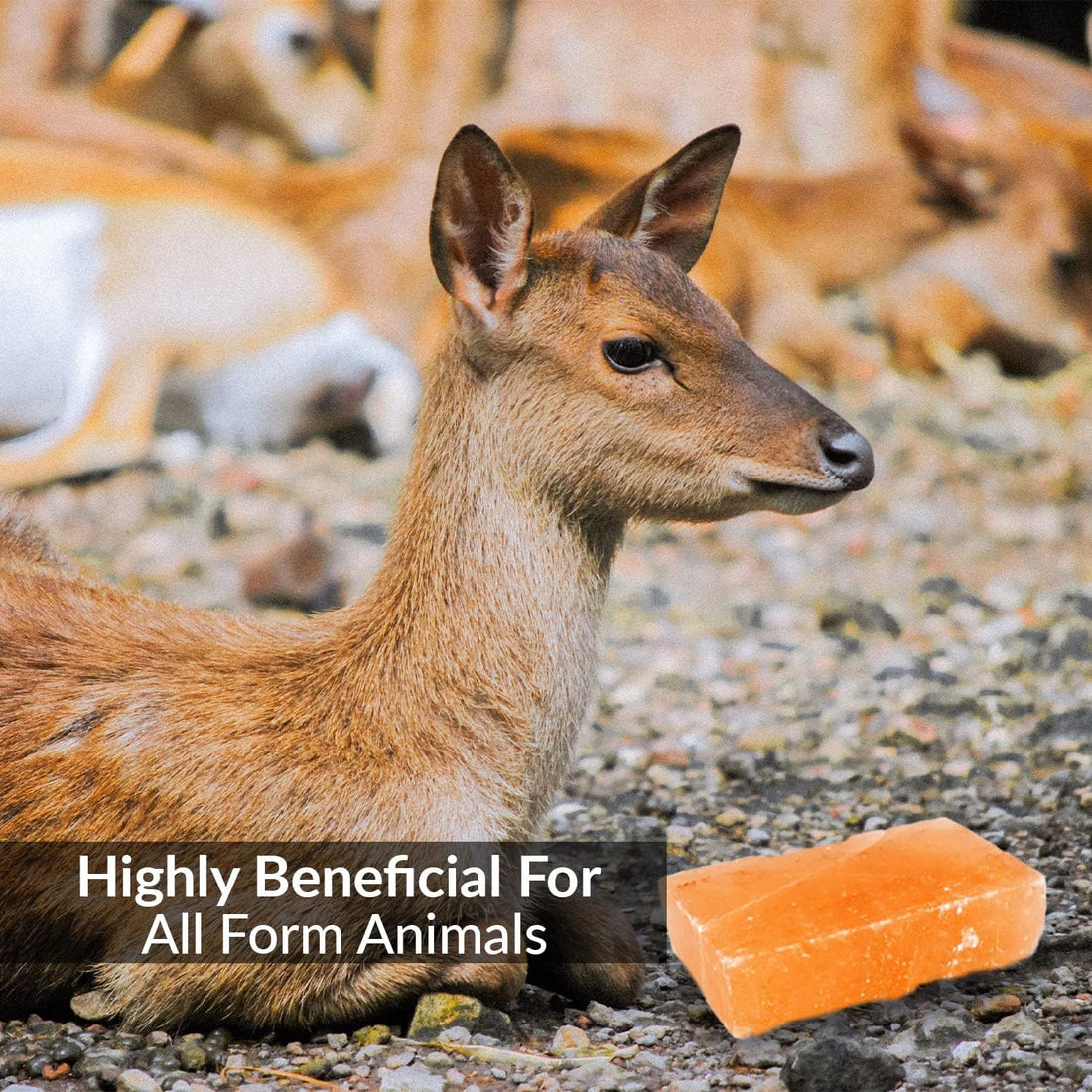 100% Natural Himalayan Rock Deer Salt Licking Block