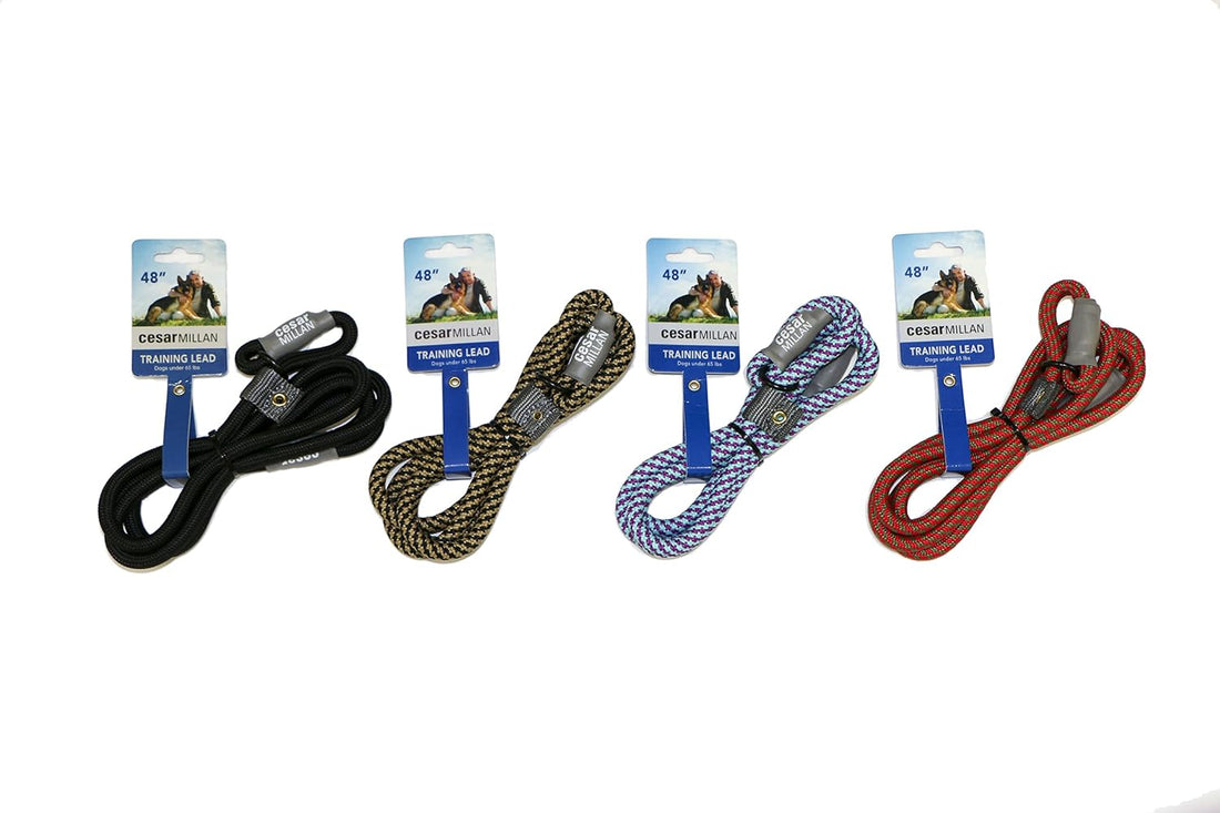 Cesar Millan Slip Lead Leash | Dog Leash | in Training Leash