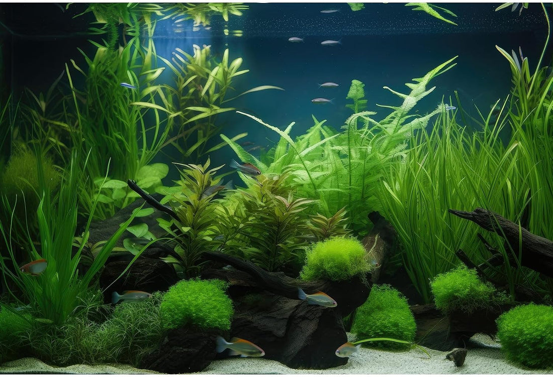 Aquarium Background Diverse Collection of Aquatic Plants Seagrasses