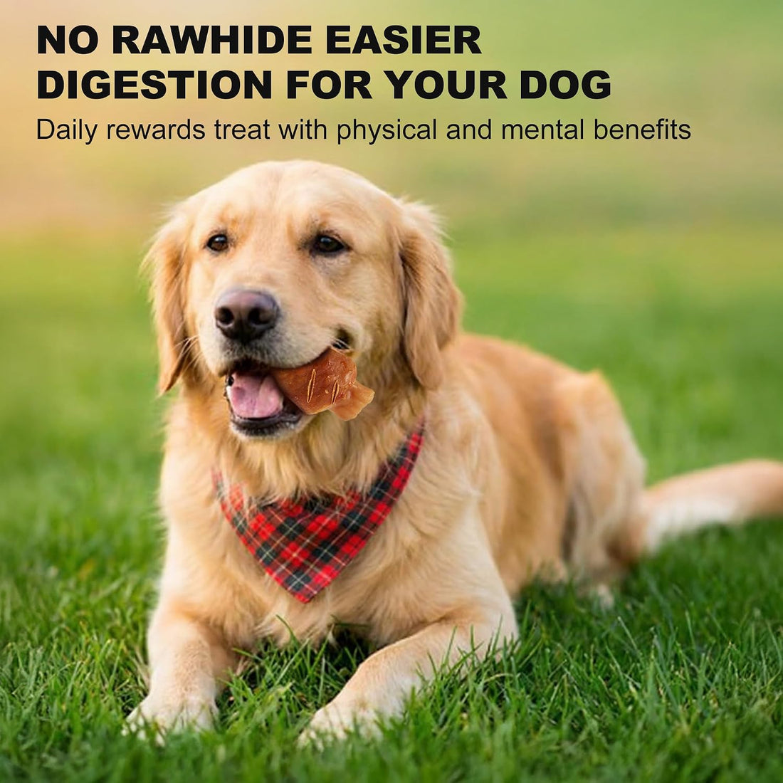 PETPHABET Rawhide Free Dog Chew Bones, Grilled Pork Hock, 12 Count
