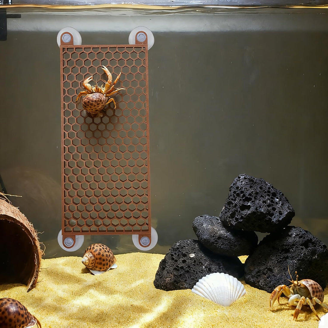 Hermit Crab Climbing Toy, Reptile Habitat Decor Exercise Playground