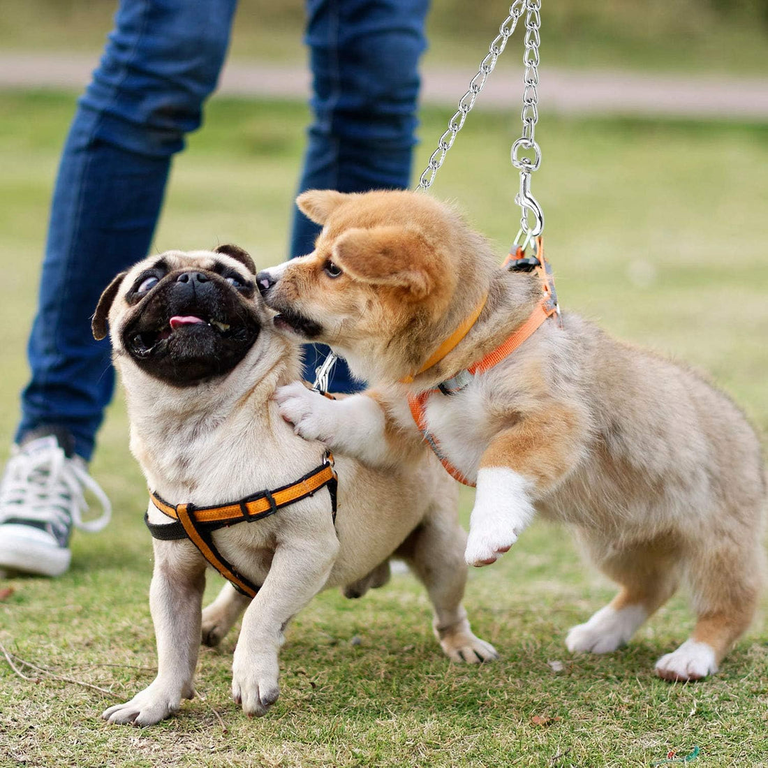 PETTOM Heavy Duty 2 Way Dog Lead Metal Chain Double Pet Clip Leash
