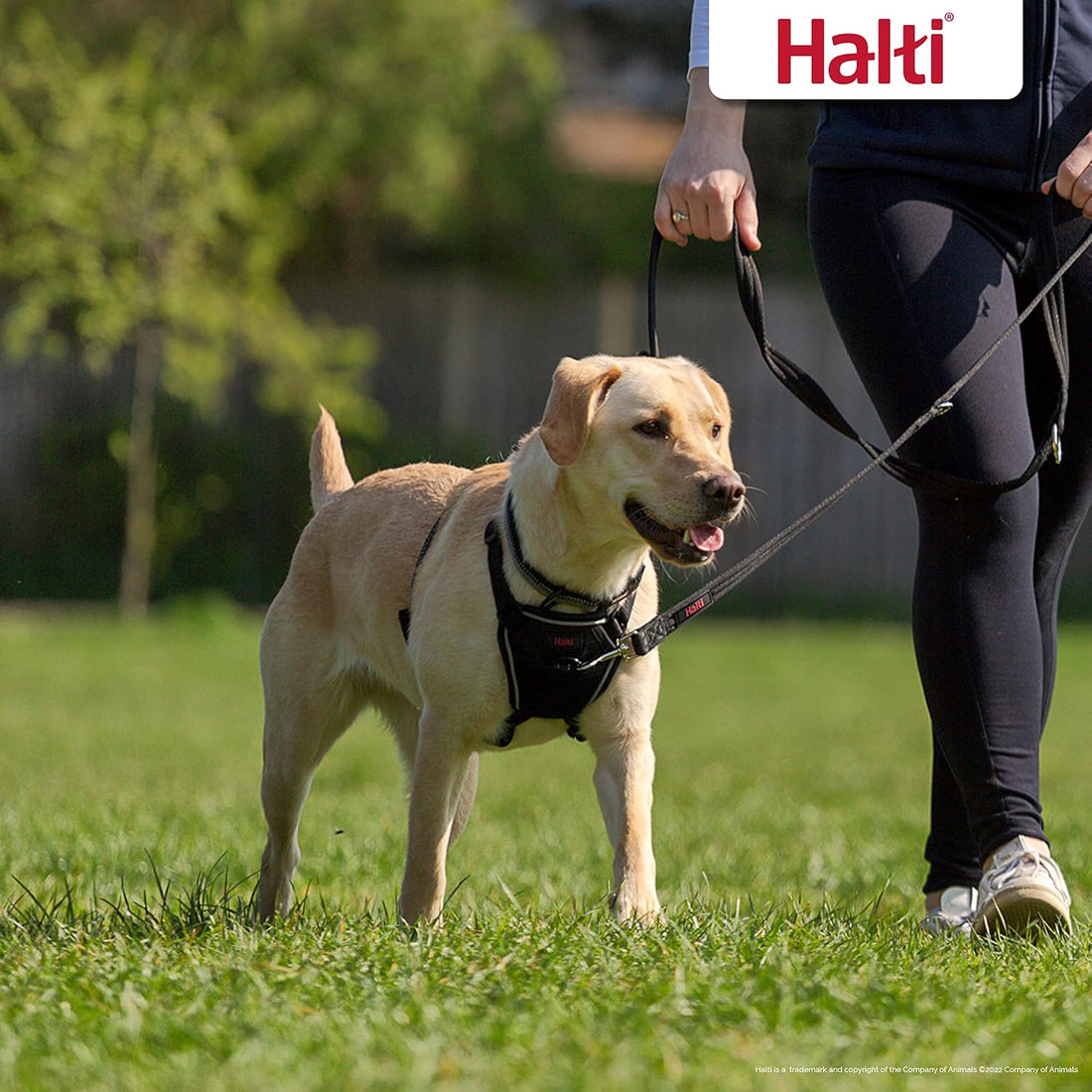 Halti No Pull Harness (Size M) & Training Leash (Size L, Black) Bundle