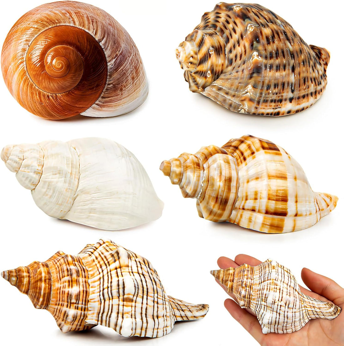 5PCS Extra Large Hermit Crab Shells 3"-4.7", Opening 1.6"-2.7"