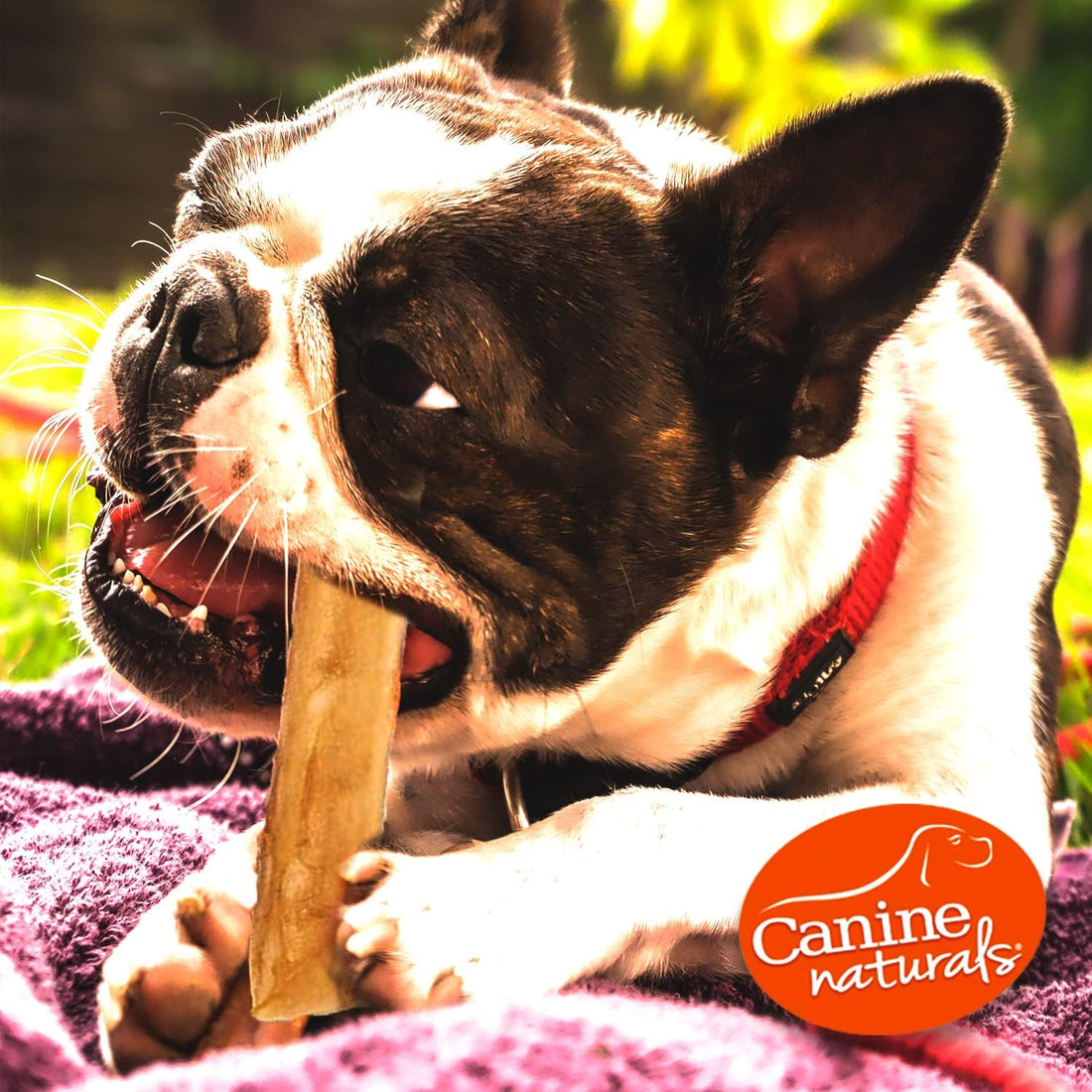 Canine Naturals Beef Chew - Rawhide Free Dog Treats
