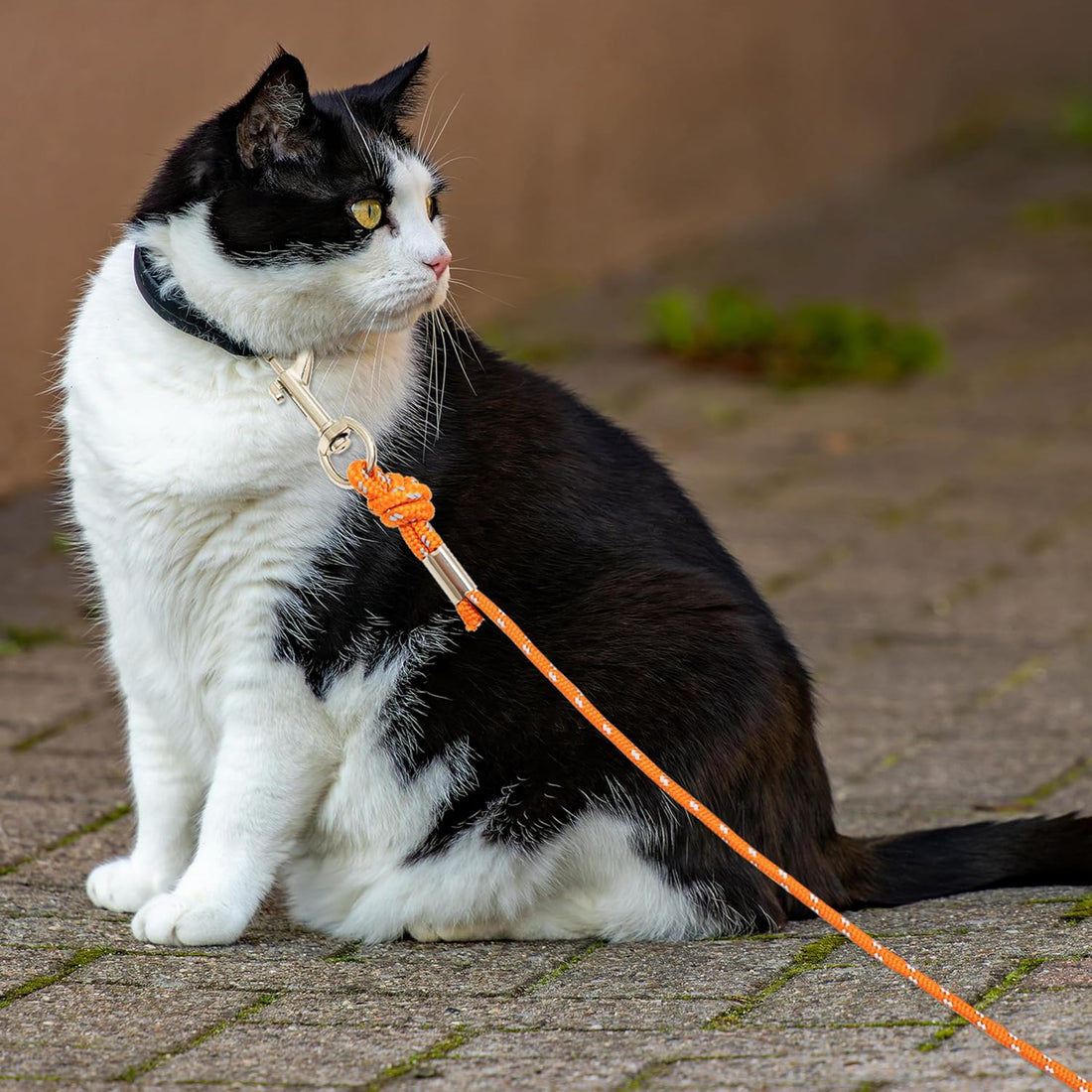 Cat Leash, 15 ft & 30 ft Reflective Long Pet Leash for Outdoor Use