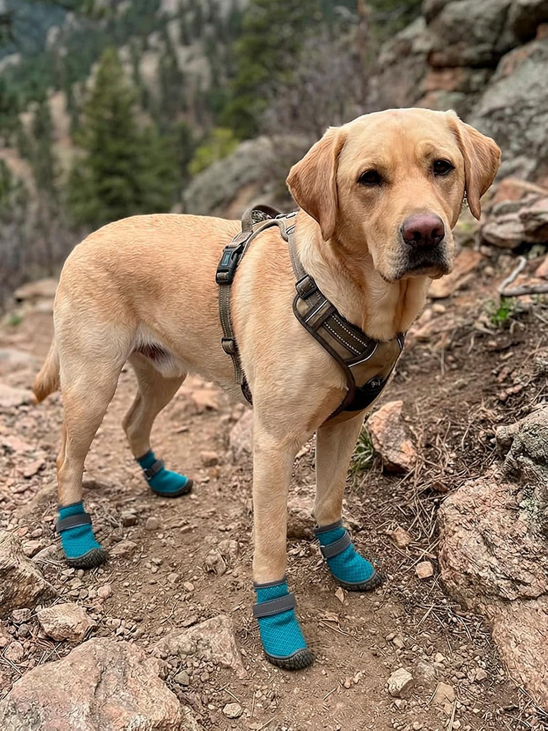 Dog Shoes Breathable Non-Slip Outdoor Booties for Small Medium Dogs