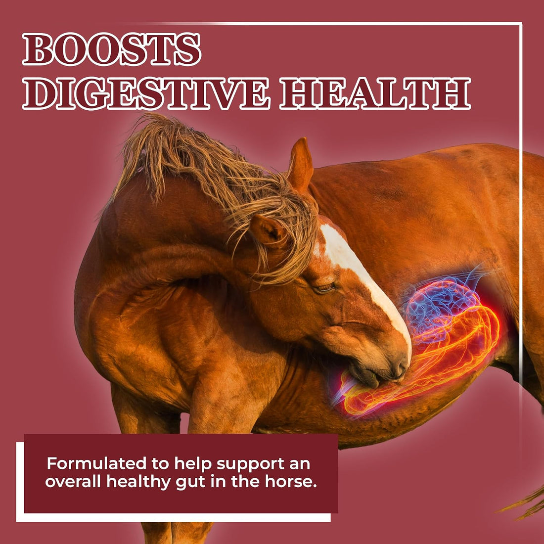EQUERRY'S Better Horse Belly - Supplement for Horses with Gut Support