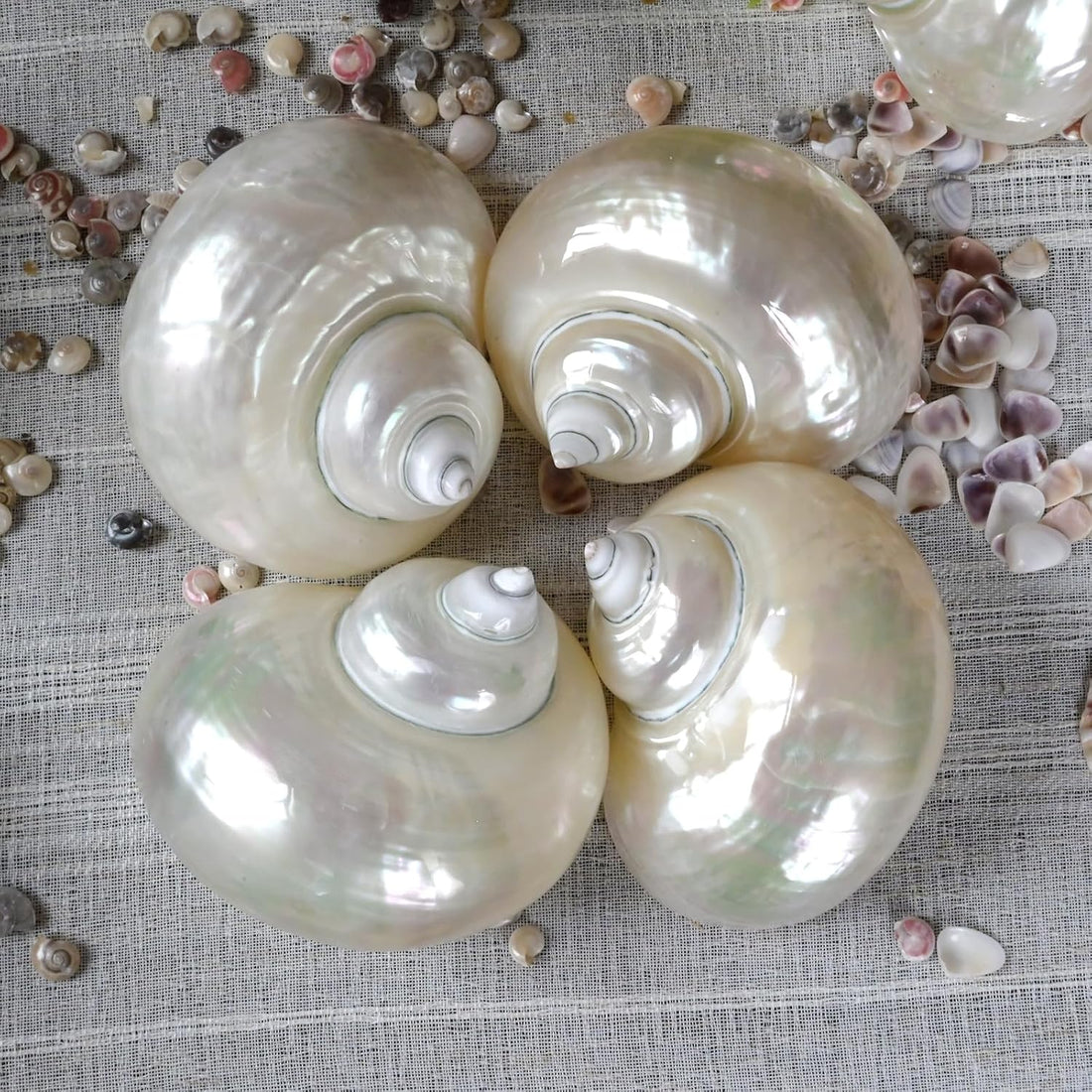 2pcs Large Hermit Crab Shells, Natural Big Turbo Seashells, White XXL