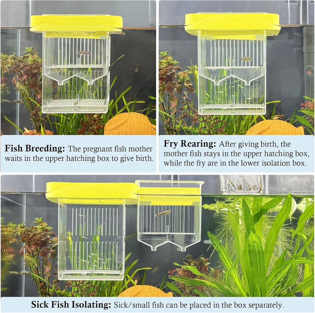 Floating Aquarium Breeding Box with Hatchery Box and Isolation Box