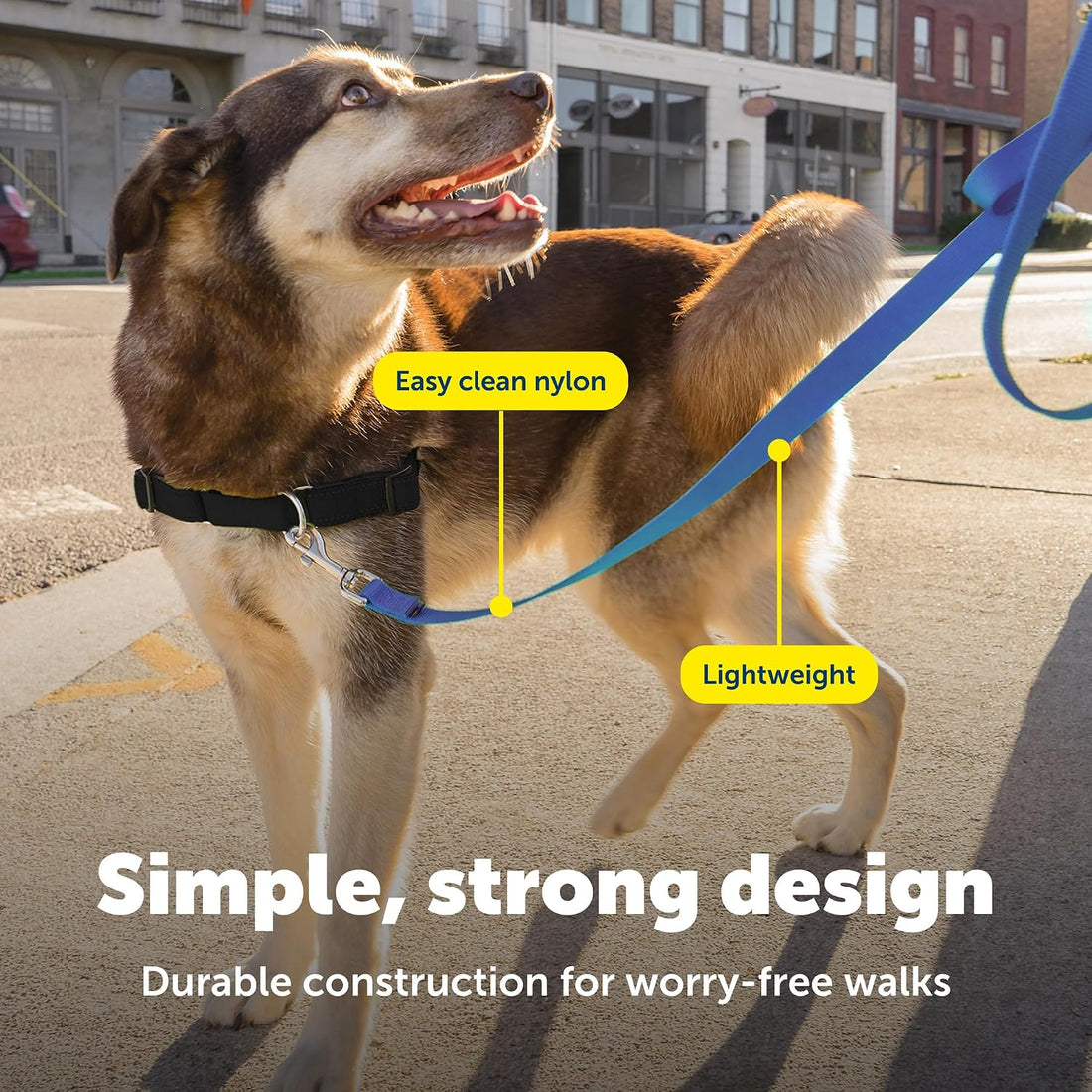 PetSafe Nylon Traditional Dog Leash with Bolt Snap
