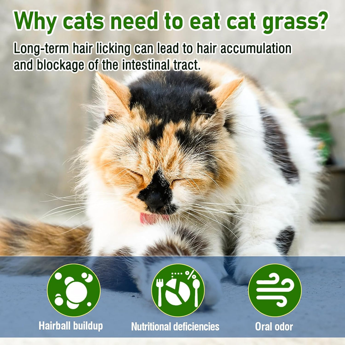 Freezed Drying Cat Grass Stick