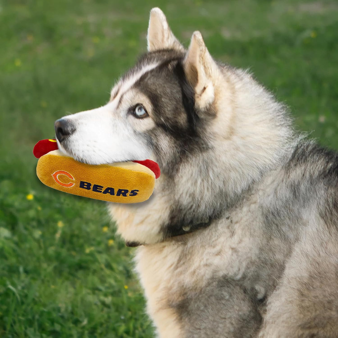 Pets First NFL Chicago Bears HOT Dog Plush Dog & CAT Squeak Toy