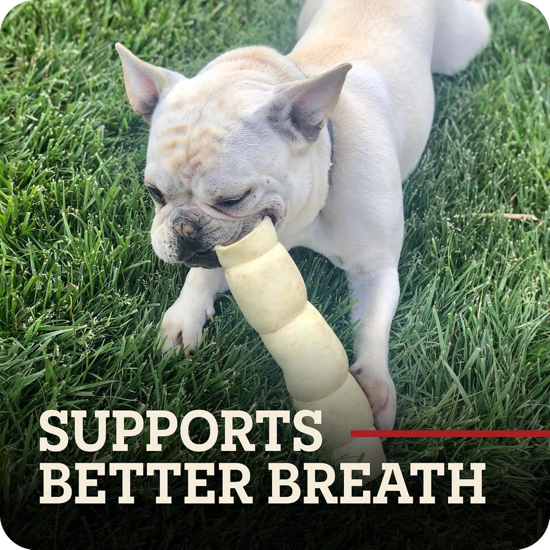 Redbarn Large Beef Cheek Rolls 100% Natural, Long Lasting Dog Chew