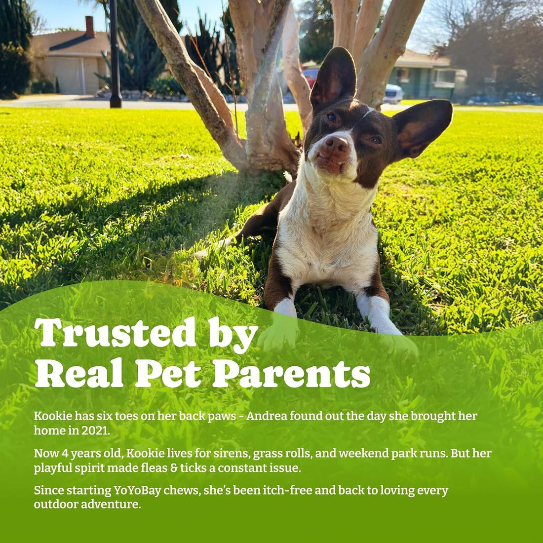 Flea & Tick Prevention for Dogs Chewables,Oral Flea Pills