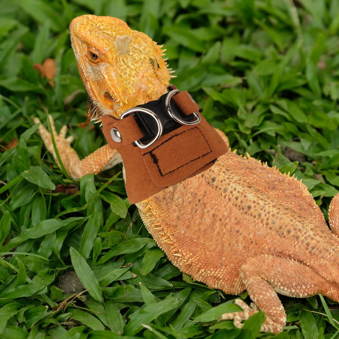 ADOGGYGO Bearded Dragon Harness Leash Set, 3 Size Lizard Harness