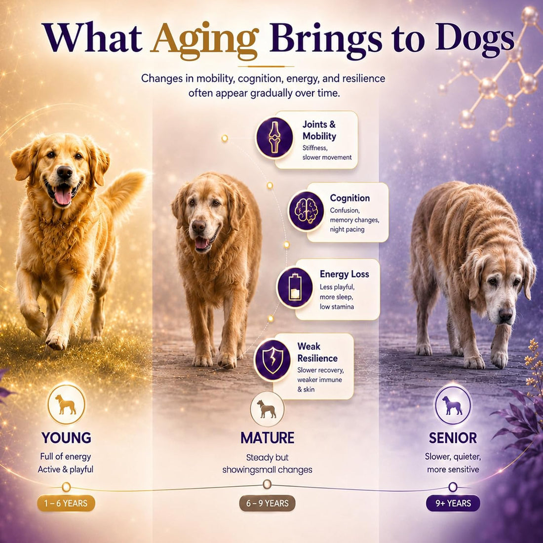 VUN NAD+ Longevity Drop for Senior Dogs Cognitive & Nervous System