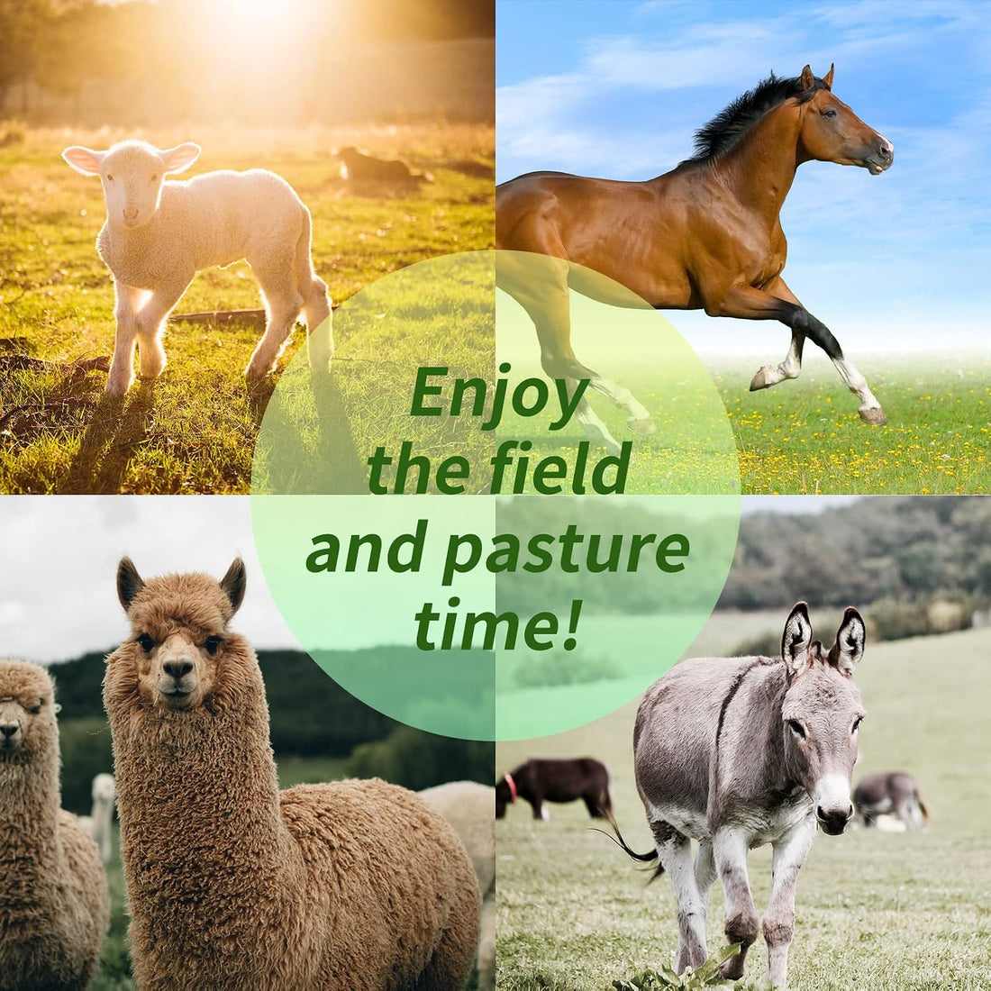 17 Inch Horse Play Balls Anti-Burst Herding Ball for Horse Mega