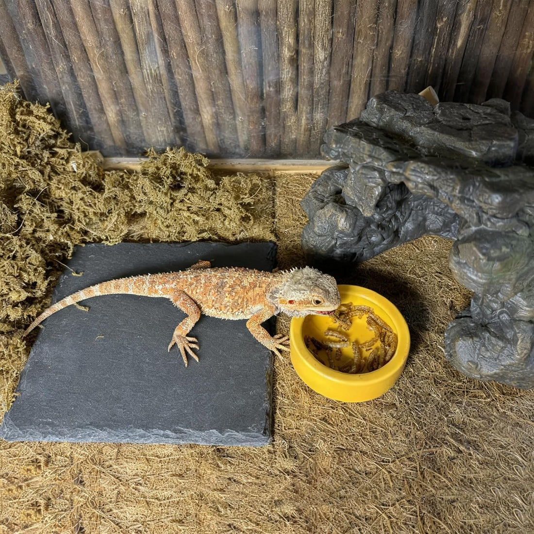Reptile Basking Platform, 6 x 6 Inches Slate Rock
