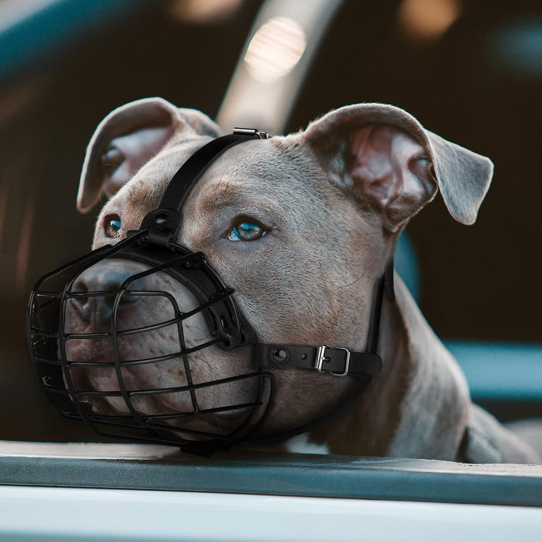 Pitbull Dog Muzzle Metal Mask Amstaff Secure Wire Basket Adjustable