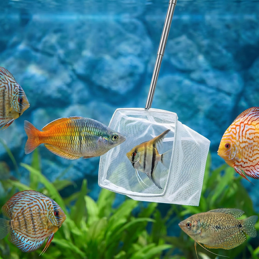 2Pcs Aquarium Shrimp Net, Extendable Fish Tank Net