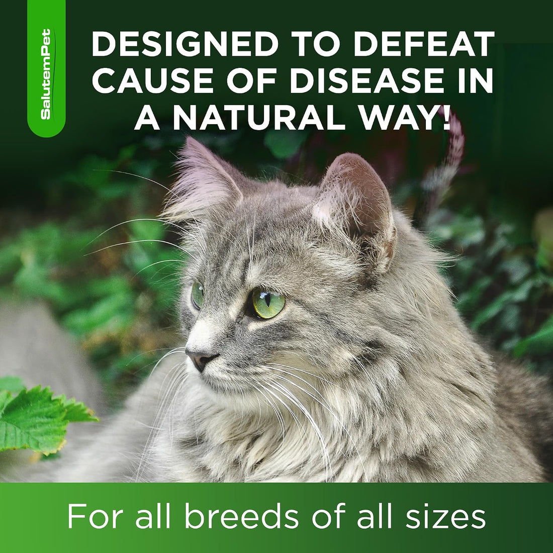 Cat Antibiotic for Infections, UTIs, Respiratory Moments, Cold