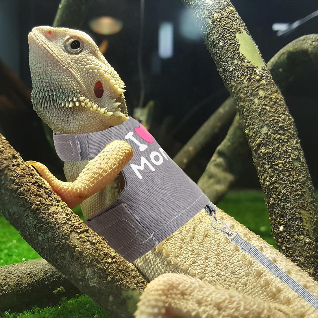 Bearded Dragon Harness and Leash Set