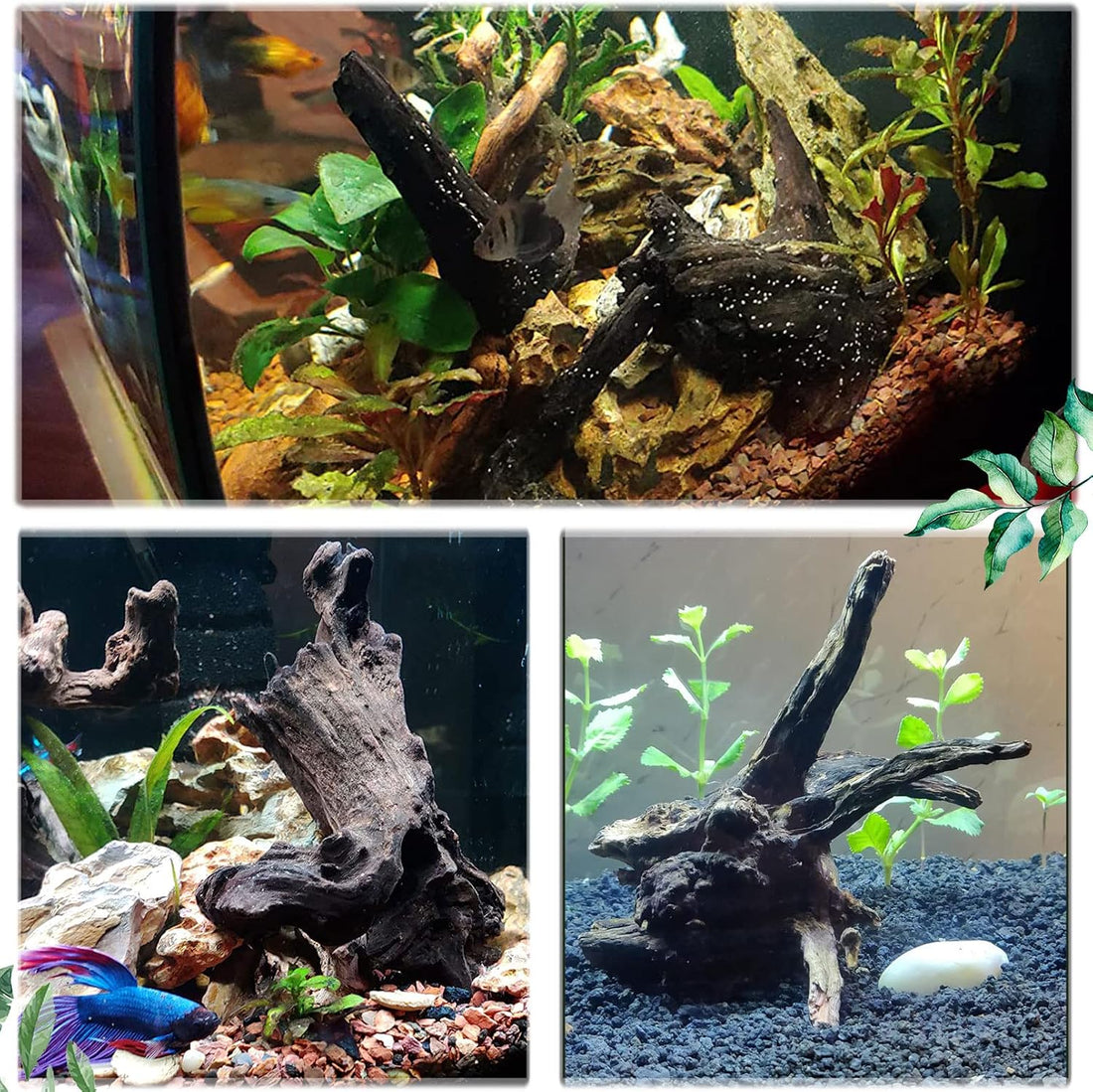 Tfwadmx Natural Driftwood for Aquarium Decor 11-17" Fish Tank Reptile