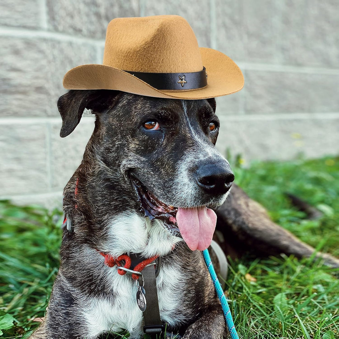 Yewong 3 Pieces Pet Hat Pet Formal Top Hat Mexico Sombrero Hat Cowboy