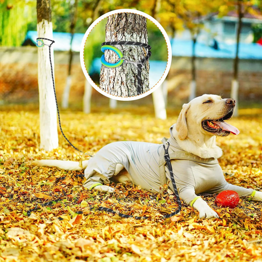 NTR 30 FT Dog Leash, Obedience Recall Training Agility Lead