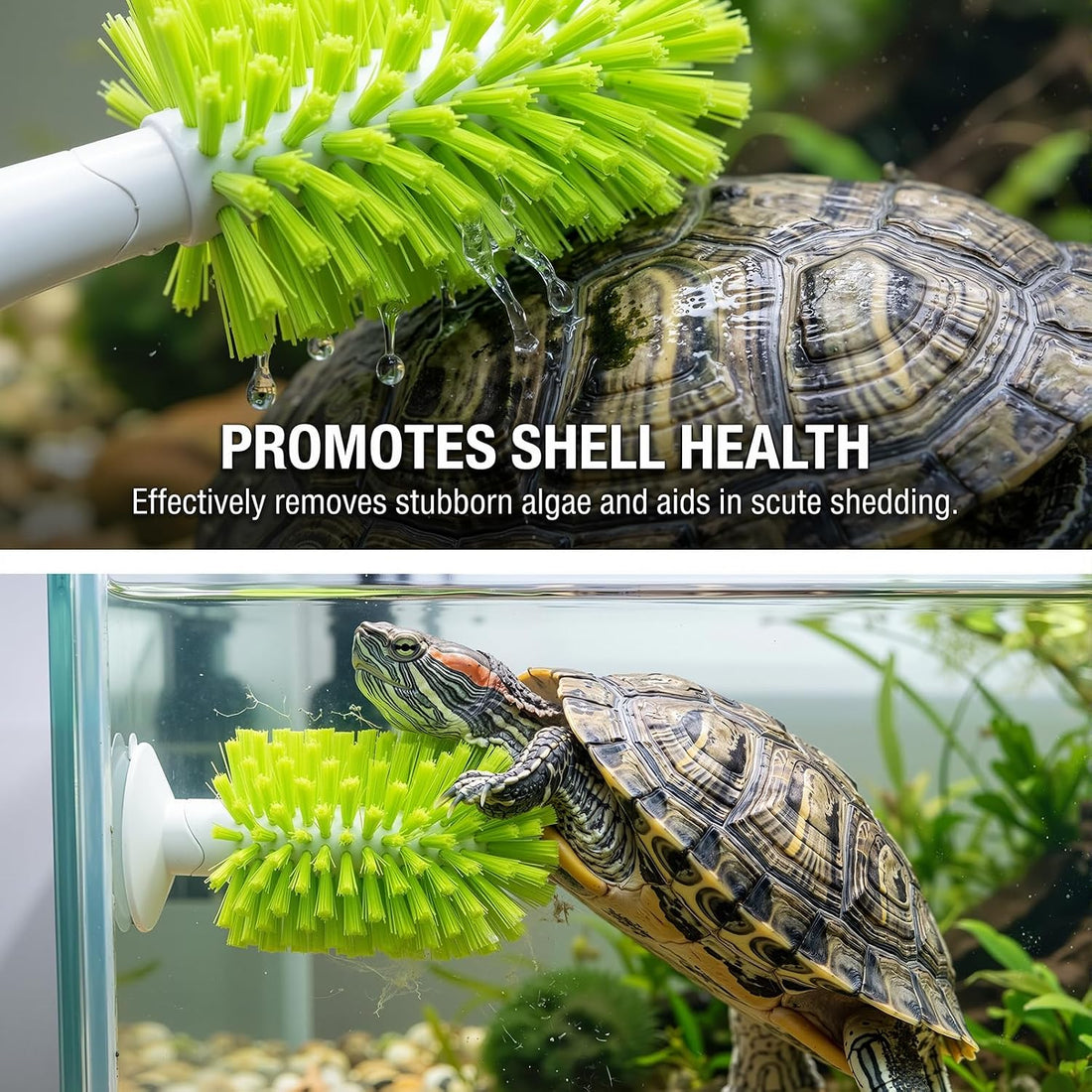 3-Piece Turtle Shell Brush & Feeder Ball Set