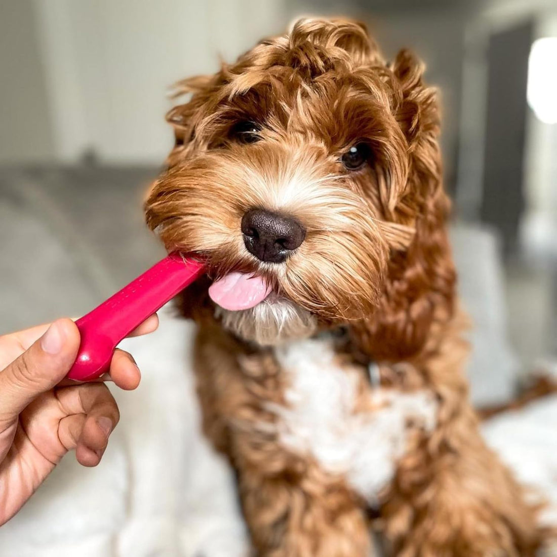 Nylabone Original Bone Power Chew Toy Value Pack for Dogs