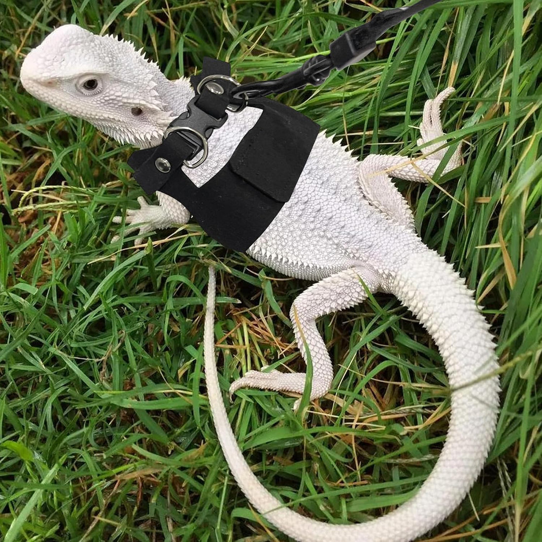 3PCS Bearded Dragon Harness and Leash Set