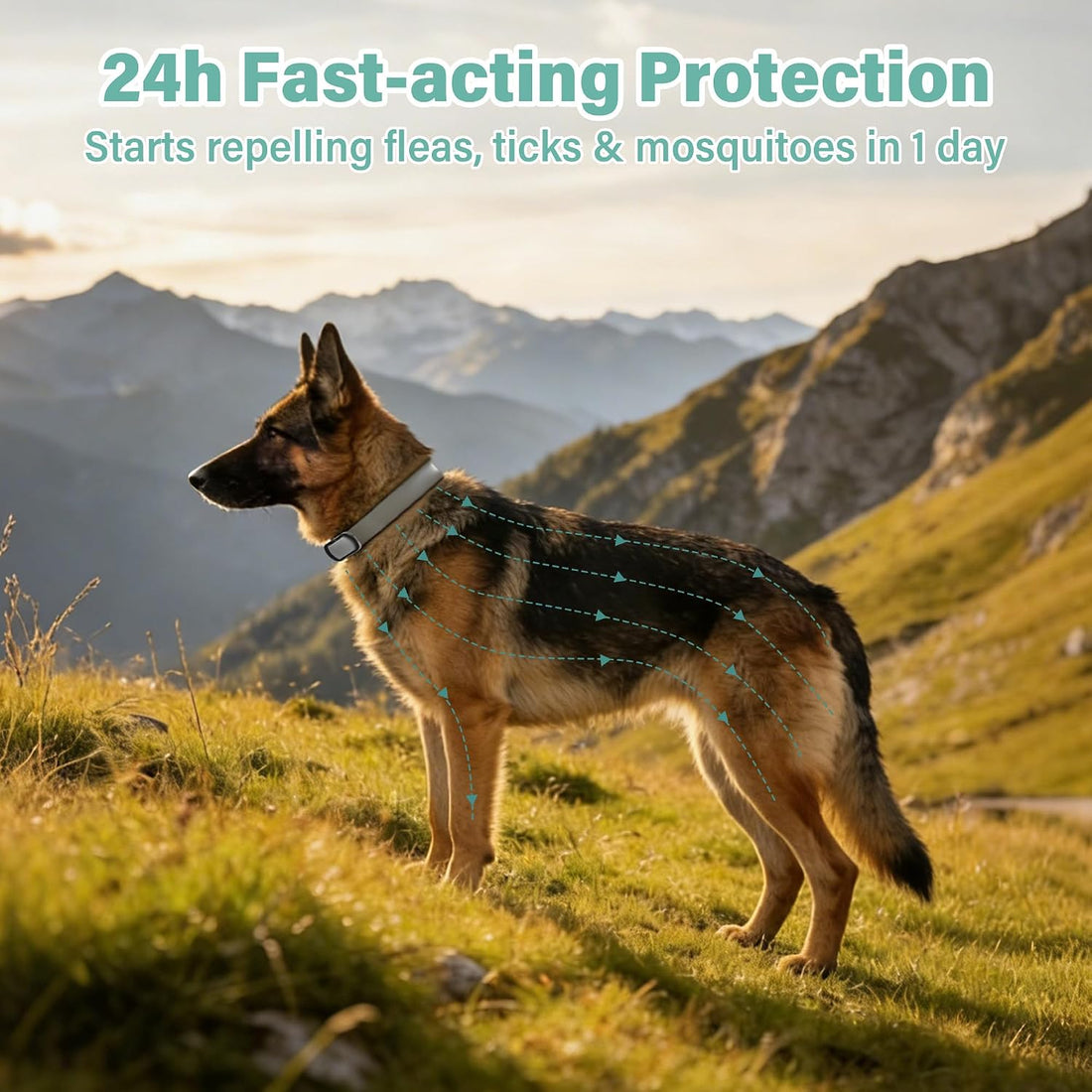 Flea and Tick Collar for Dogs