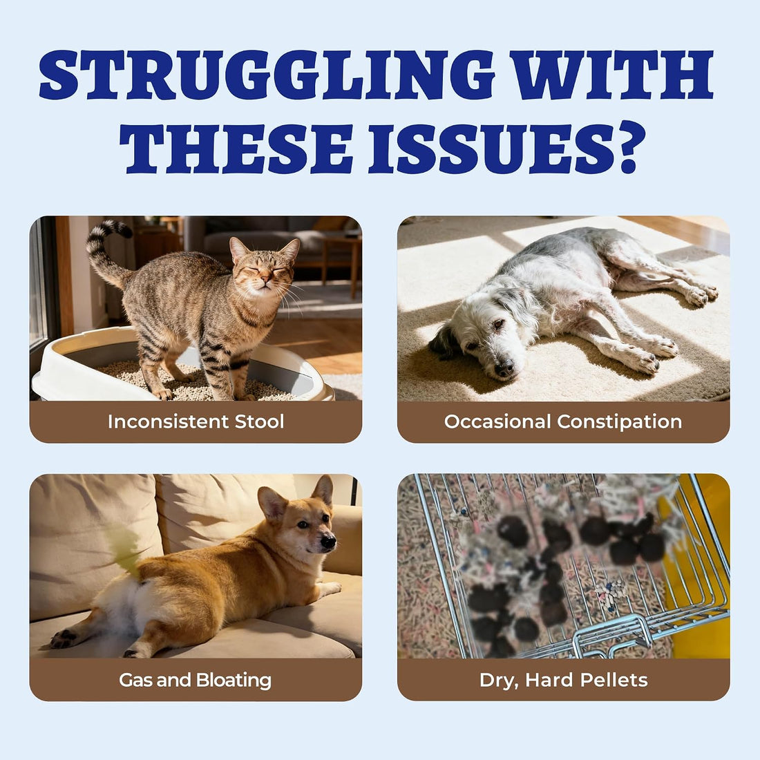 Wellix Cat & Dog probiotics for Constipation Relief & Gut Health