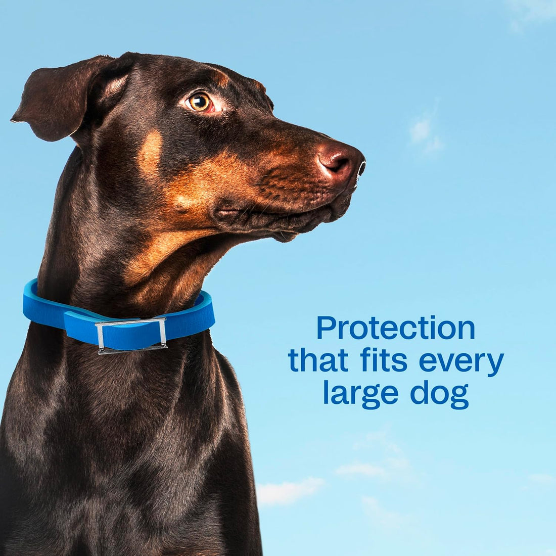 ADAMS Plus Flea & Tick Collar for Dogs, 7-Month Prevention, 1 Count