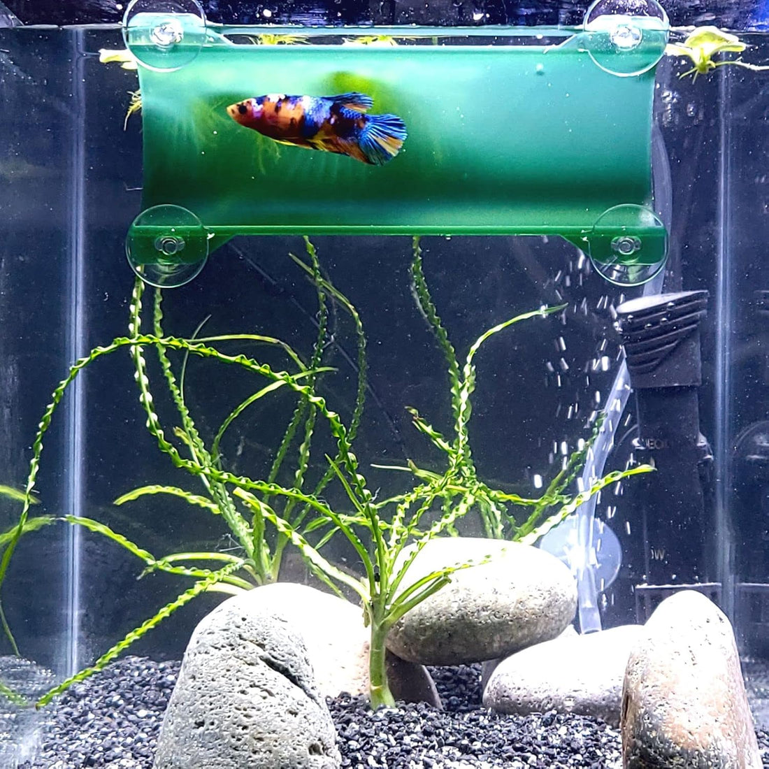 Brand Betta Tunnel (Translucent Clear)